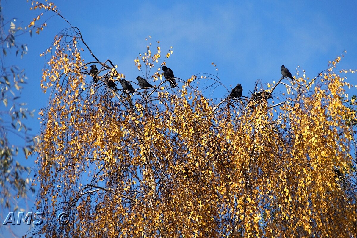 !!! - kolyeretka !!! - kolyeretka