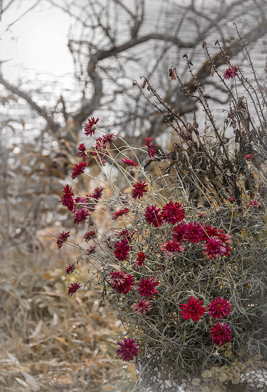 Из поздней осени... - Bosanat Из поздней осени... - Bosanat