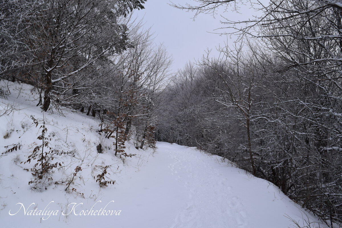 Природа Крыма - Amazing Cosmea
