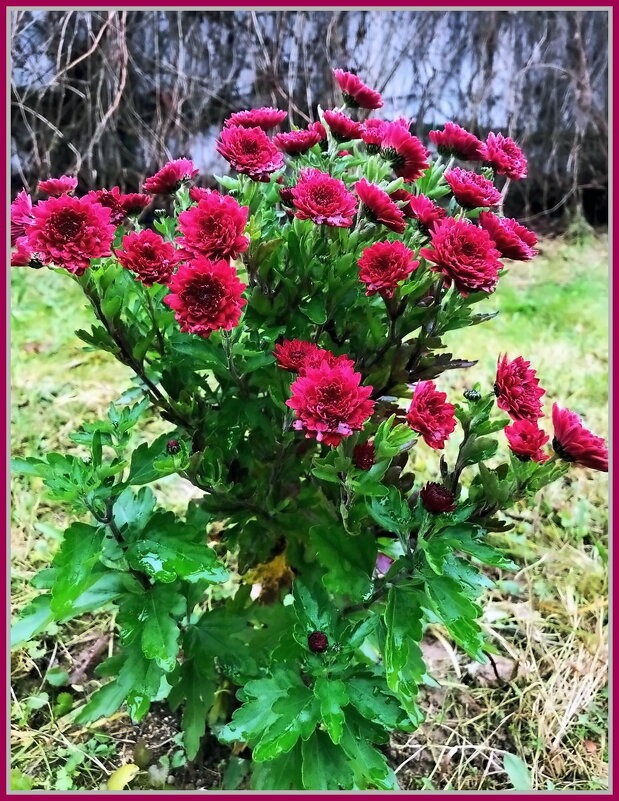 Хризантемы в саду - Ольга Довженко