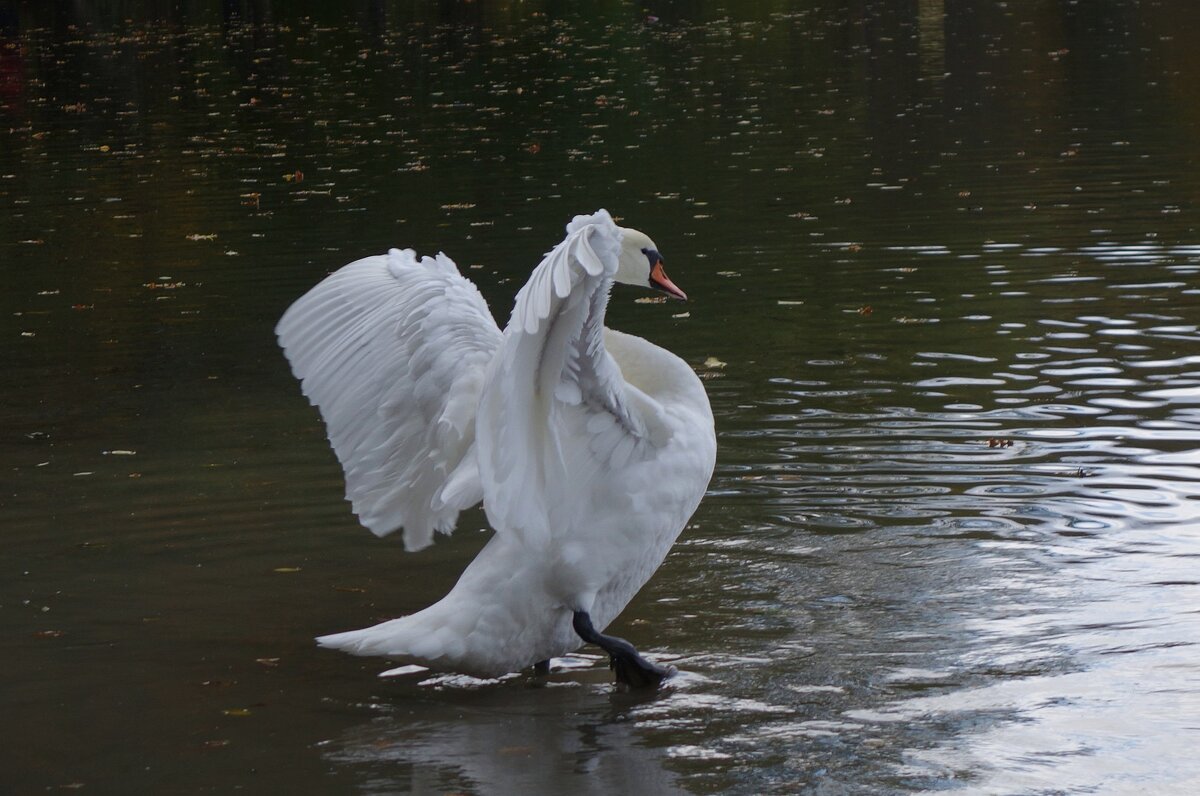 Лебеди на озере - Рита Симонова