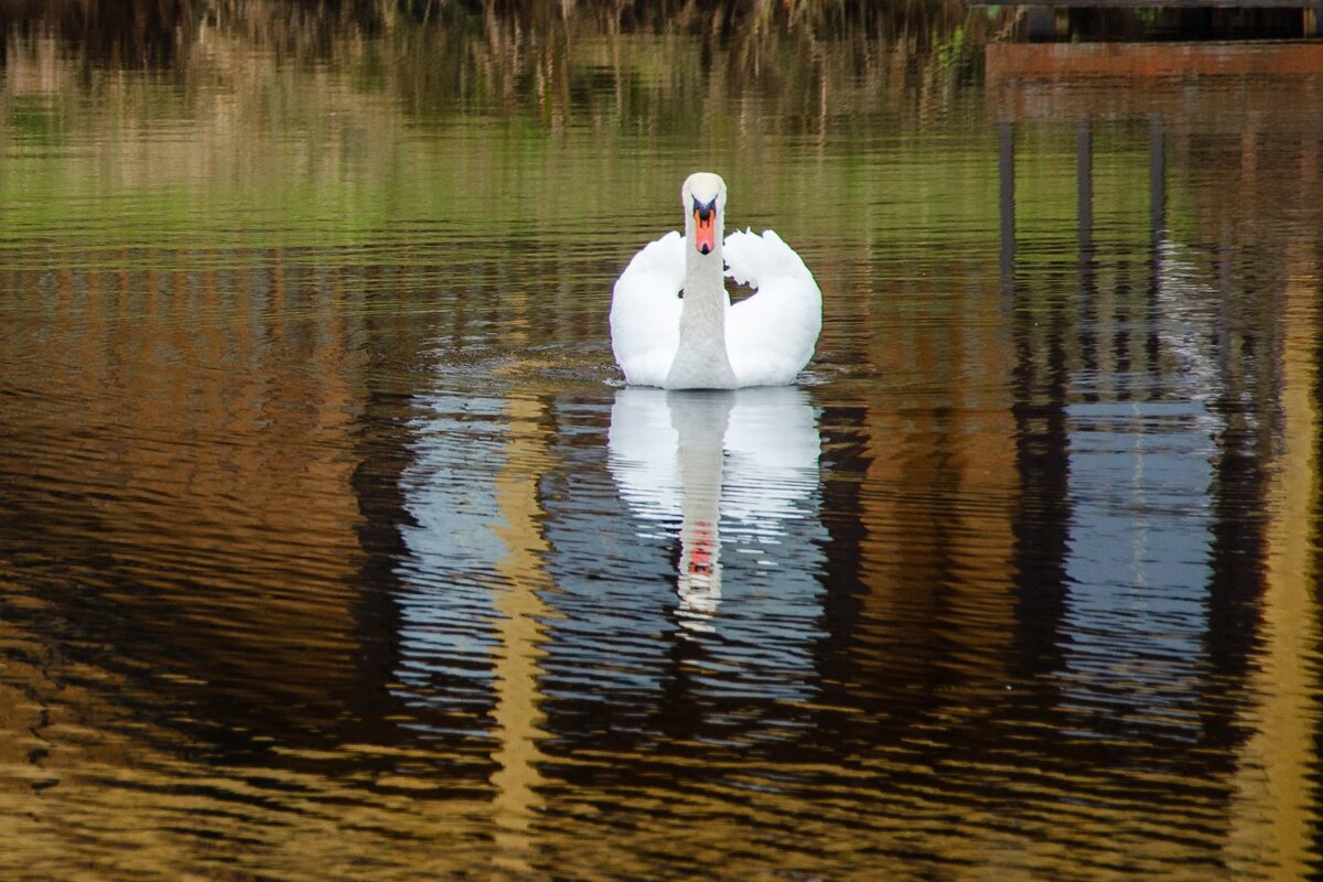 Лебедь - Галина Ложечникова