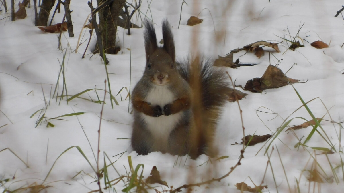 Меховое чудо - Владимир Кириченко