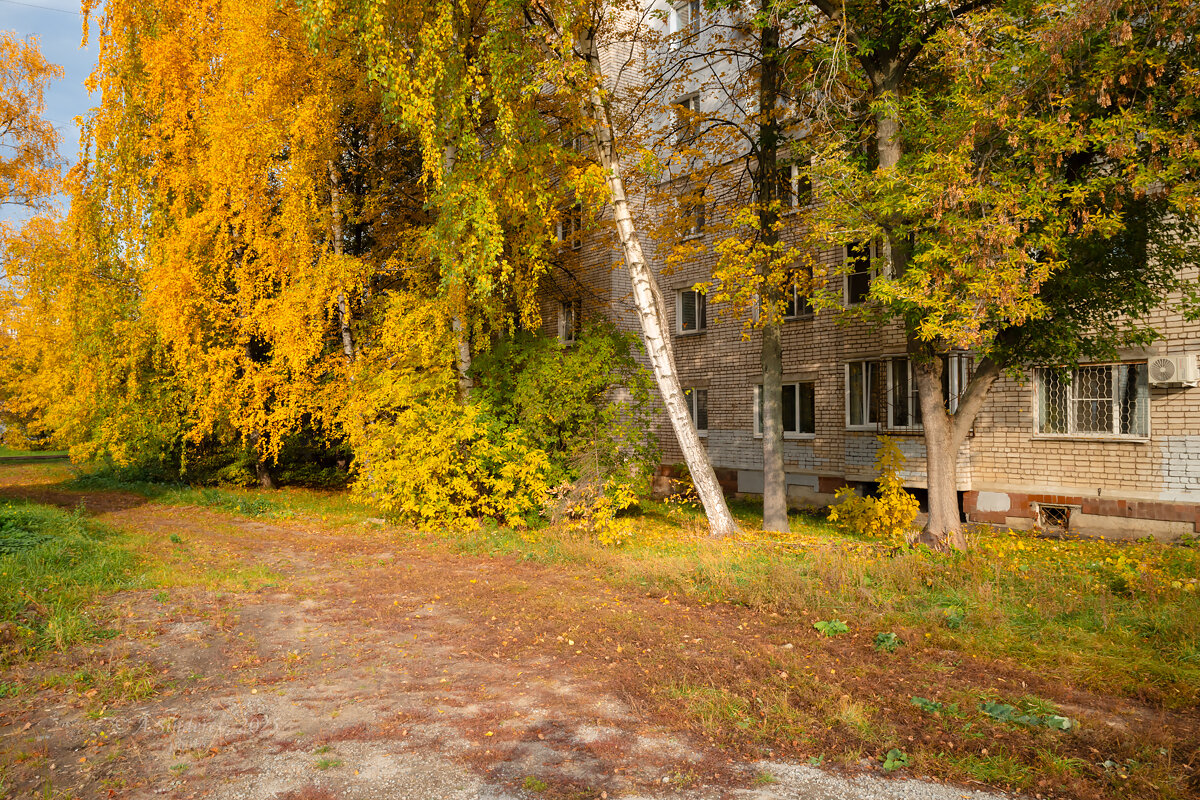 Осенние берёзы около дома - Александр Синдерёв