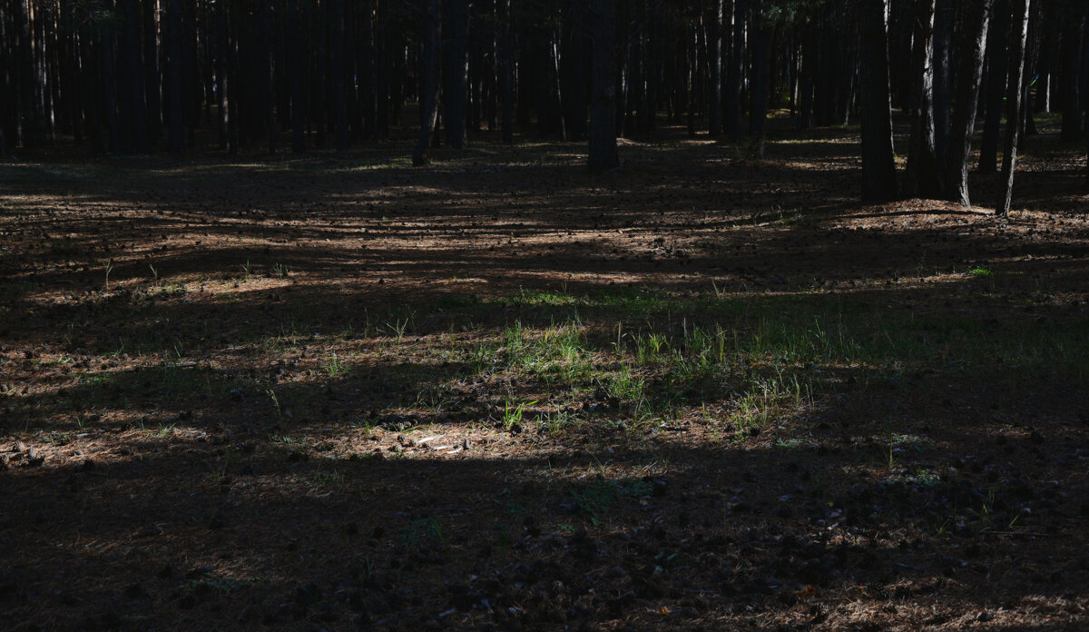 *** - Наталья Покацкая