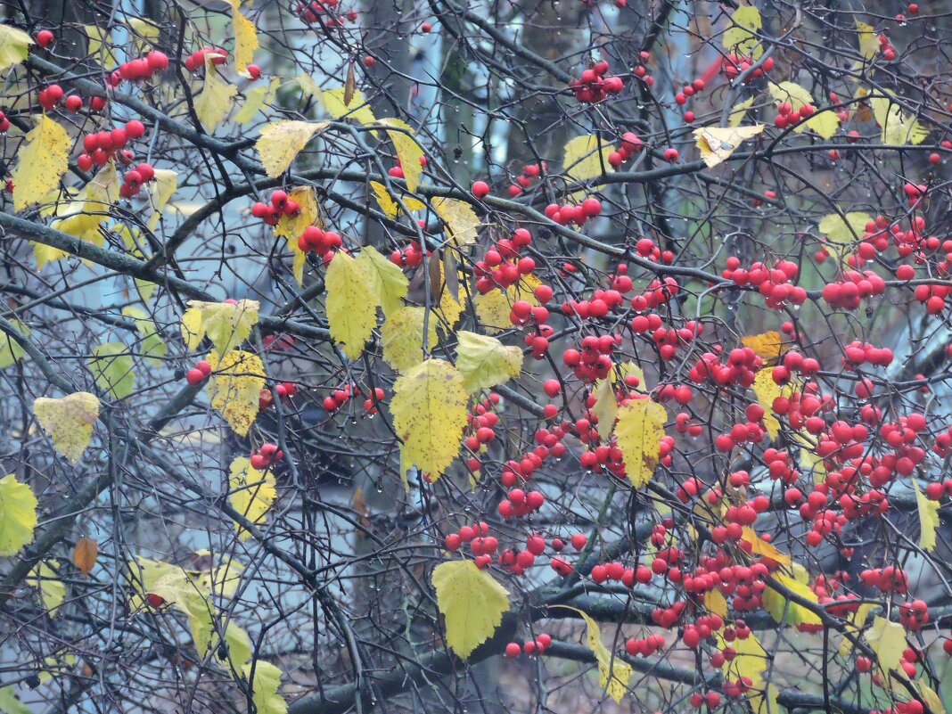 Вид из окна, боярышник - Мария Васильева