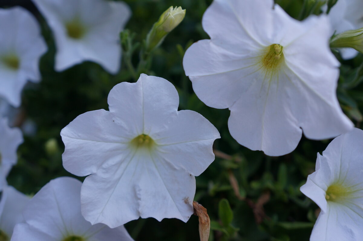 * * * - Алёна Савина