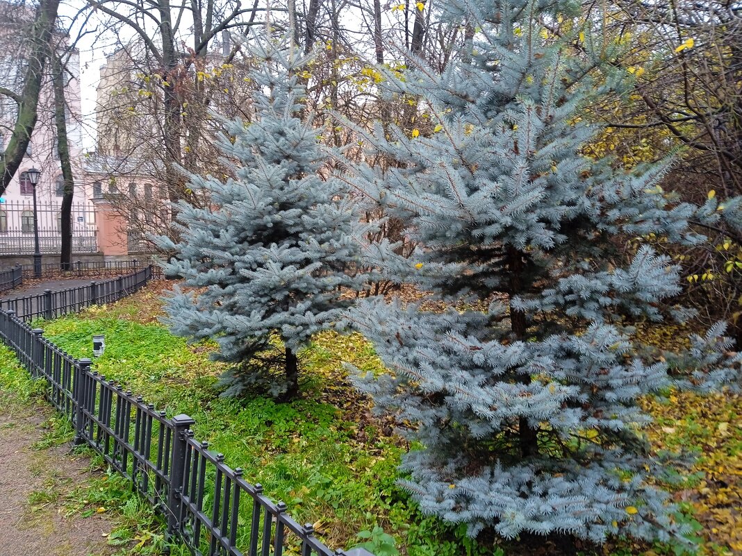 Ёлочки в церковном саду в Санкт-Петербурге. - Светлана Калмыкова Калмыкова