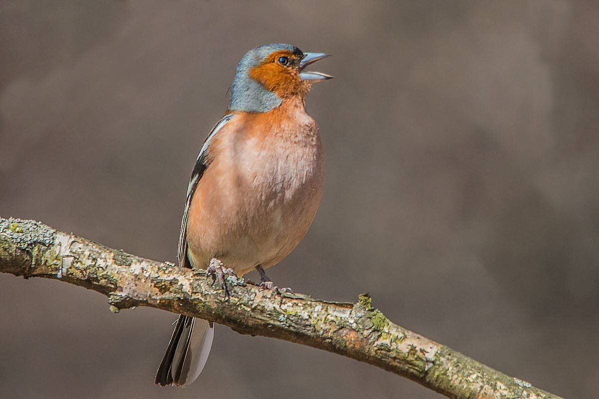 Зяблик. - Nik Lovec