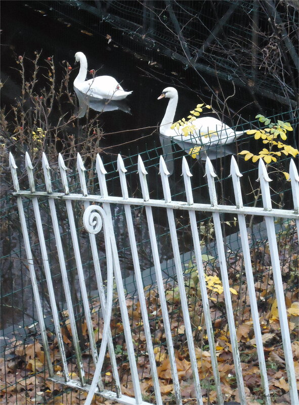 лебяжий канал - sv.kaschuk 