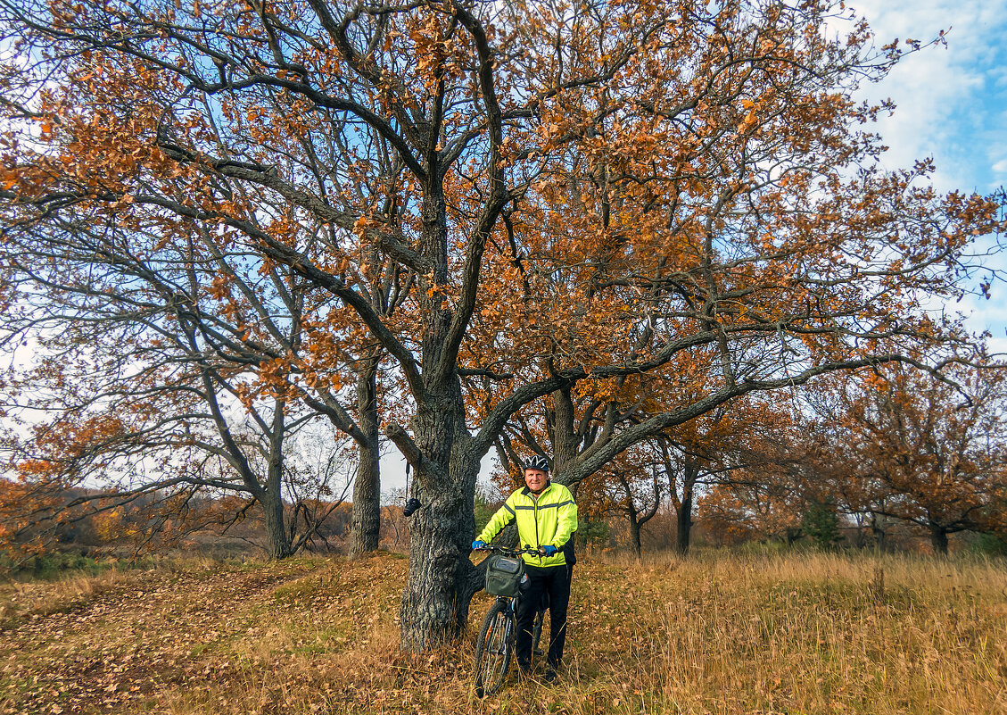 В осенней дубраве - Сергей Цветков