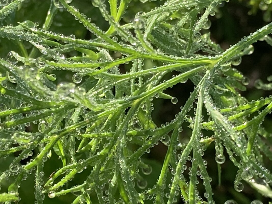 В росе - Ольга Савельева 