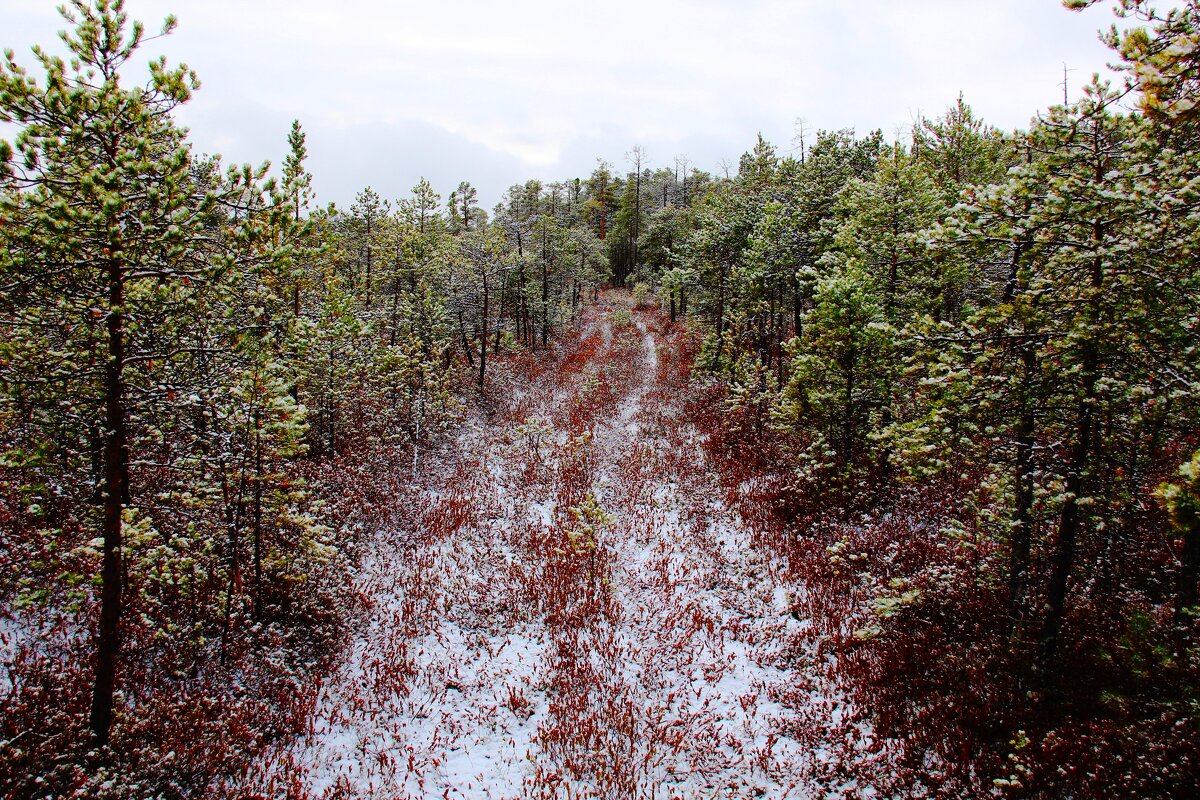 След - Сергей Никифоров