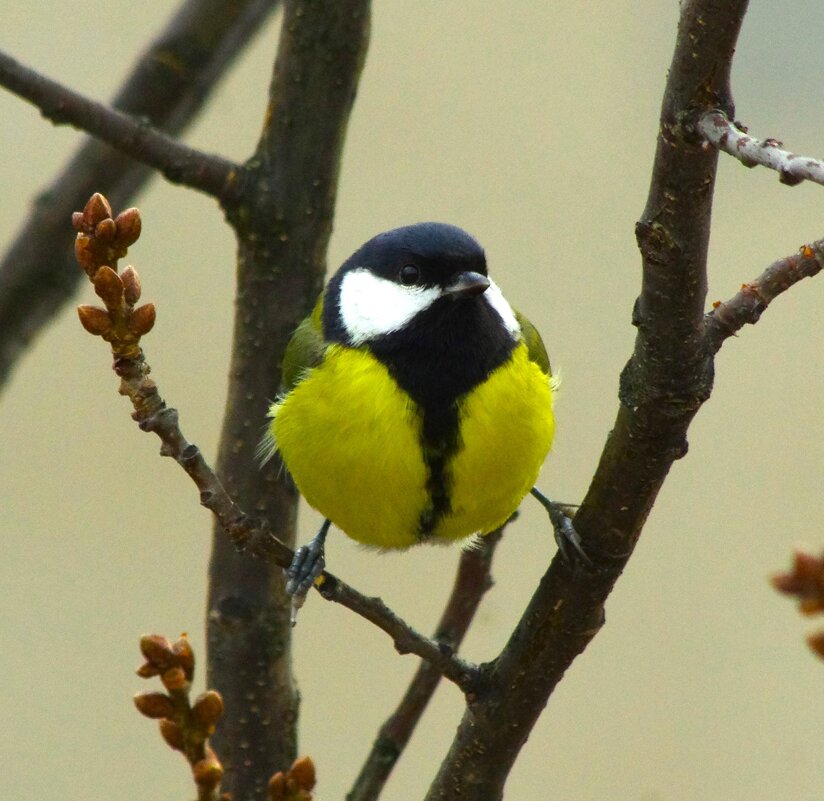 "Я, тут, хозяин !" - Юрий Куликов