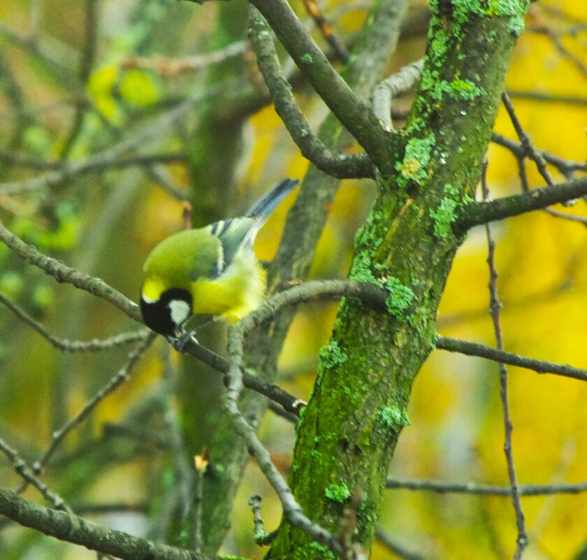 (Не хвастун я... делом занимаюсь) - как бы :) - Юрий Куликов