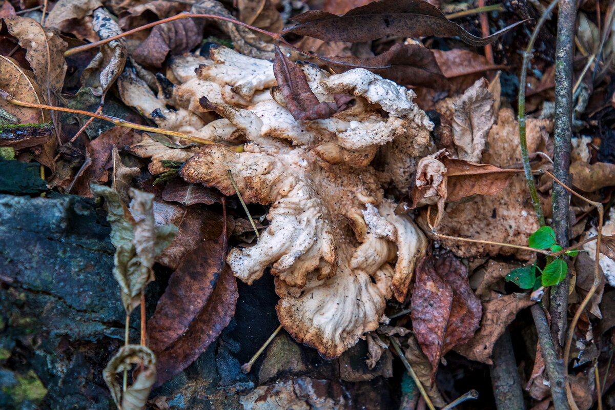 *** - Анатолий. Chesnavik.