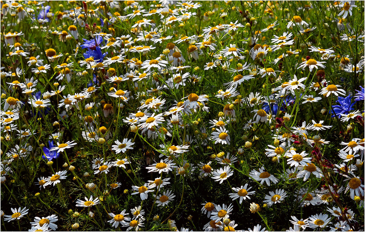 Лето - Валентин Котляров