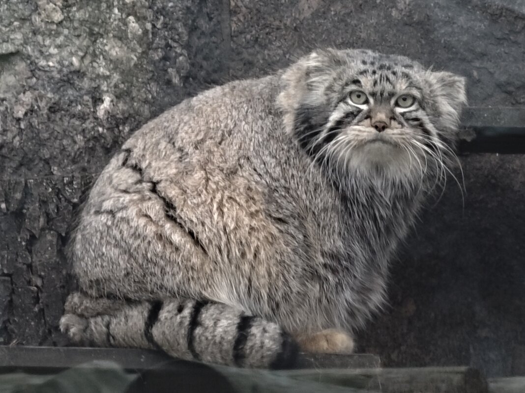 Манул Тимоша - <<< Наташа >>> Манул Тимоша - <<< Наташа >>>