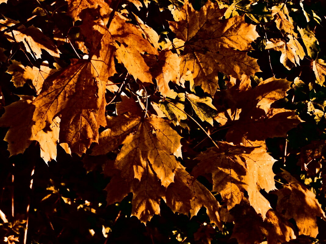 Осень 46 - Алексей Кузнецов