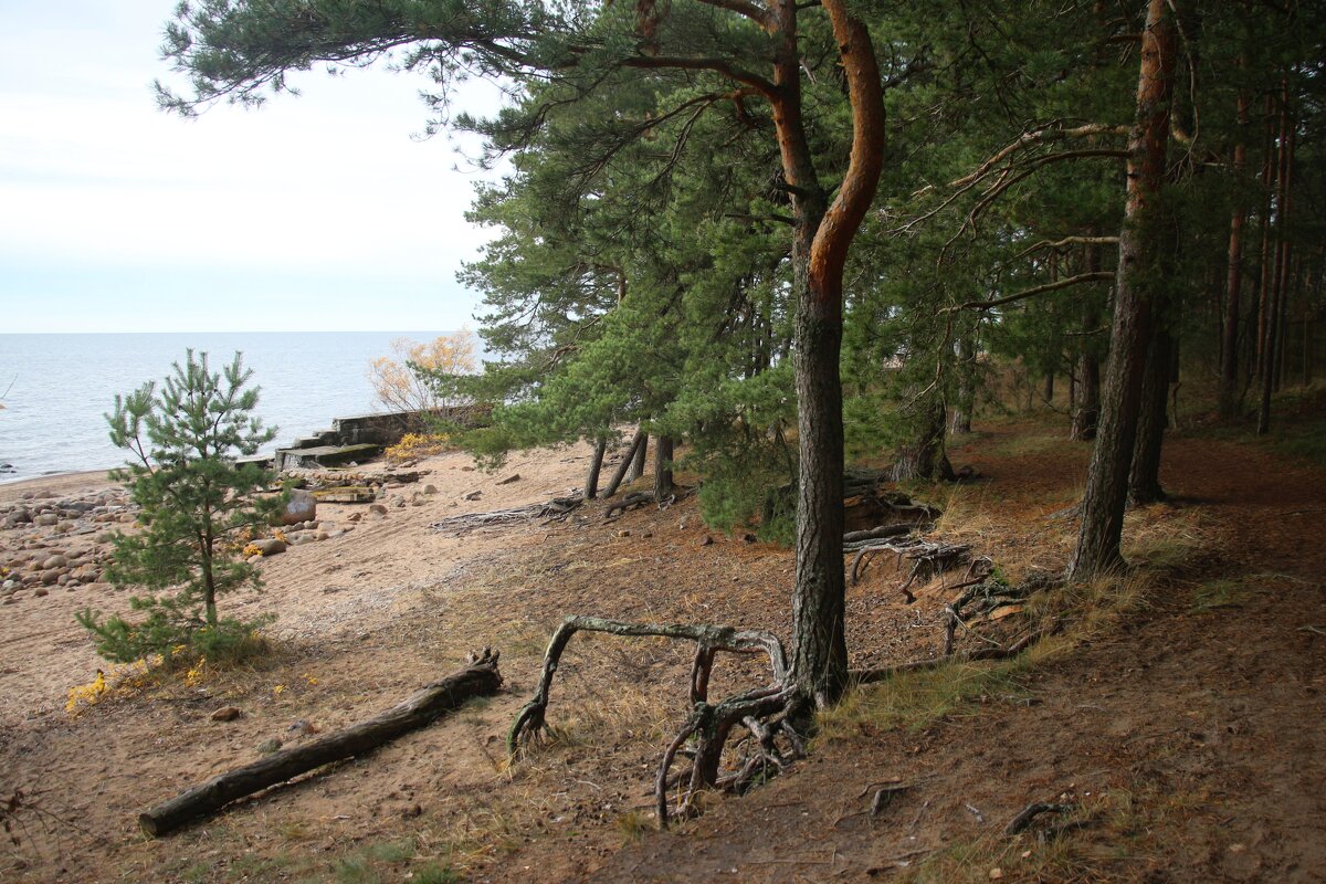 Репино - Наталья Герасимова