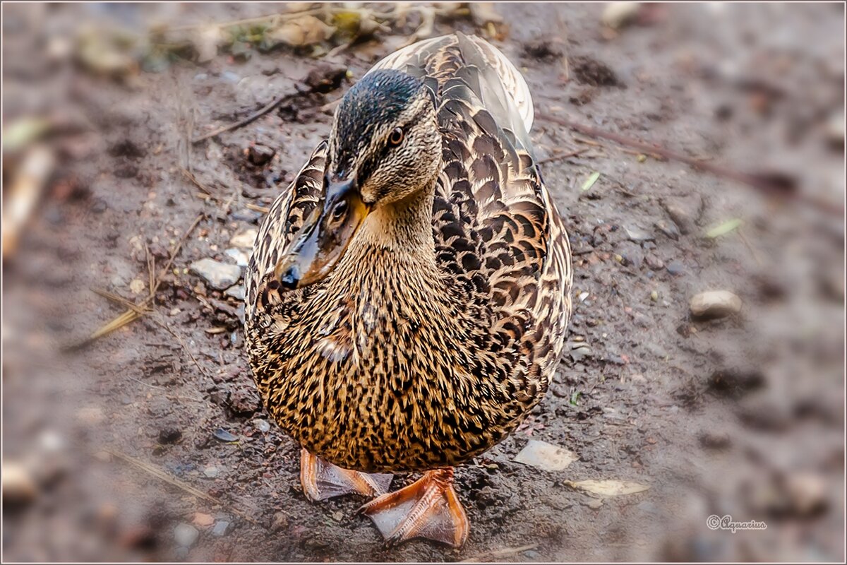 Про август... - Aquarius - Сергей