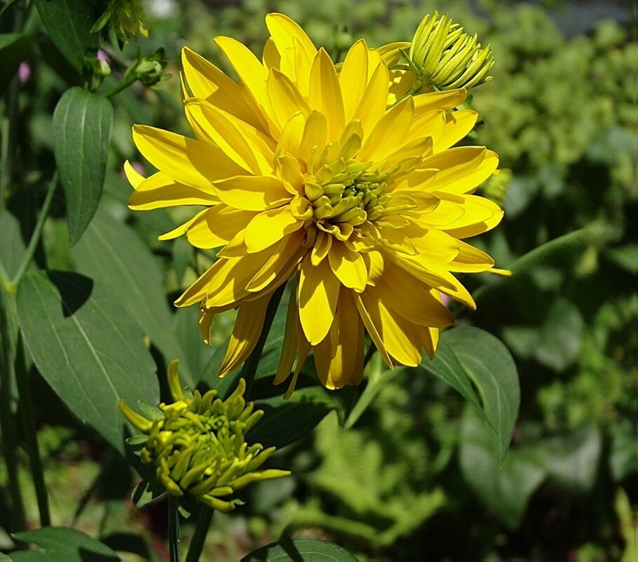 Золотые шары - Натала ***