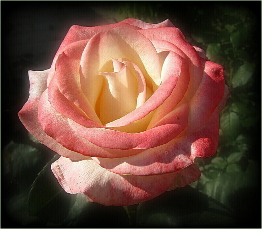 Розочка цвела в саду. - Натала ***