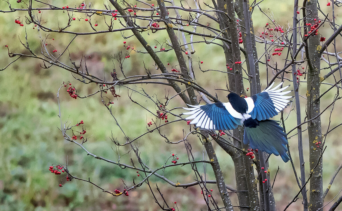 Сорока и рябина. - Владимир Безбородов