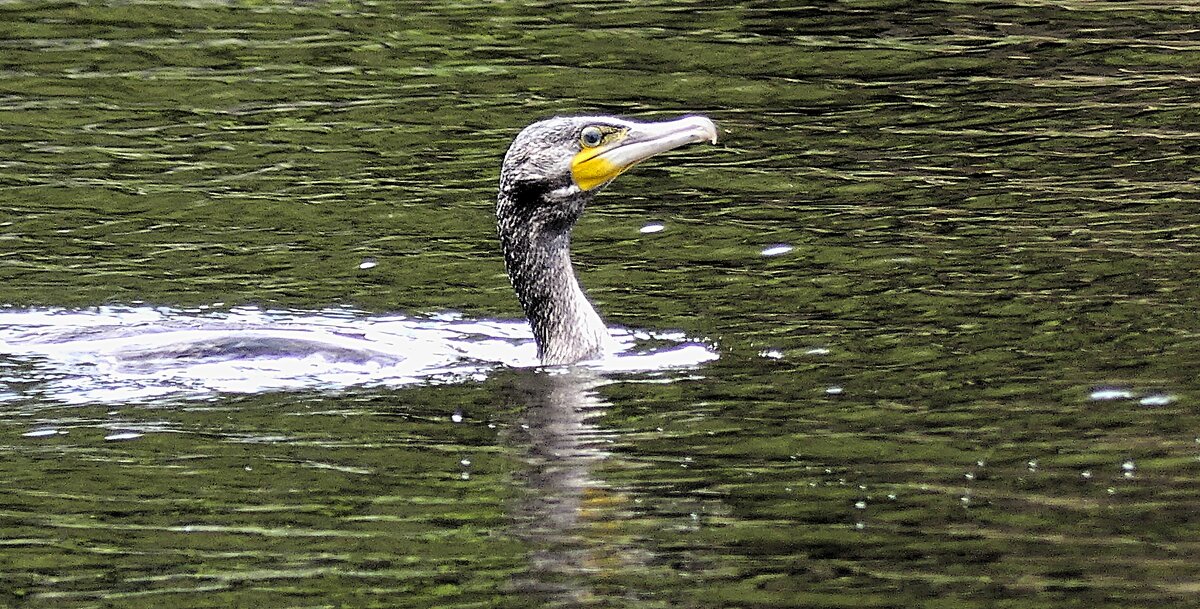 Из жизни птиц(серия) - Владимир Манкер