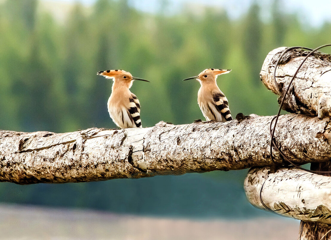 Тет- а - тет. - Михаил Белоусов