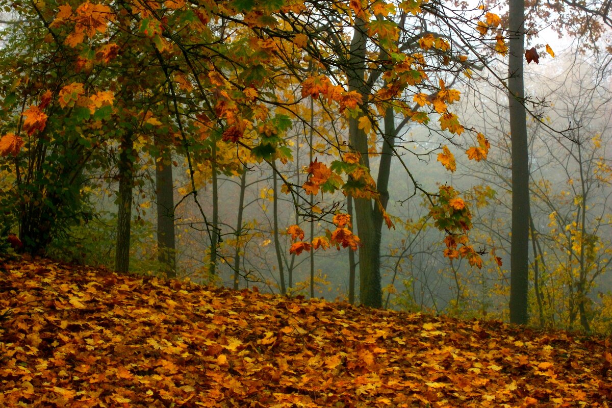 Утро в лесу - Юрий. Шмаков