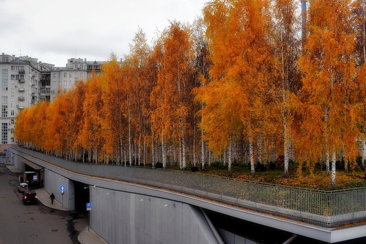 Берёзовая роща в центре Москвы. - Татьяна Помогалова