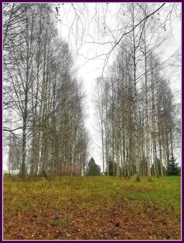 Графика ноября - Ольга Довженко