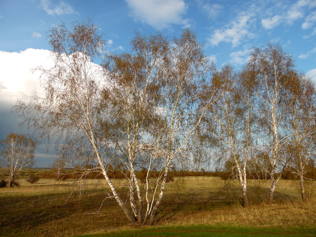 Кружева берёзок белых. - nadyasilyuk Вознюк