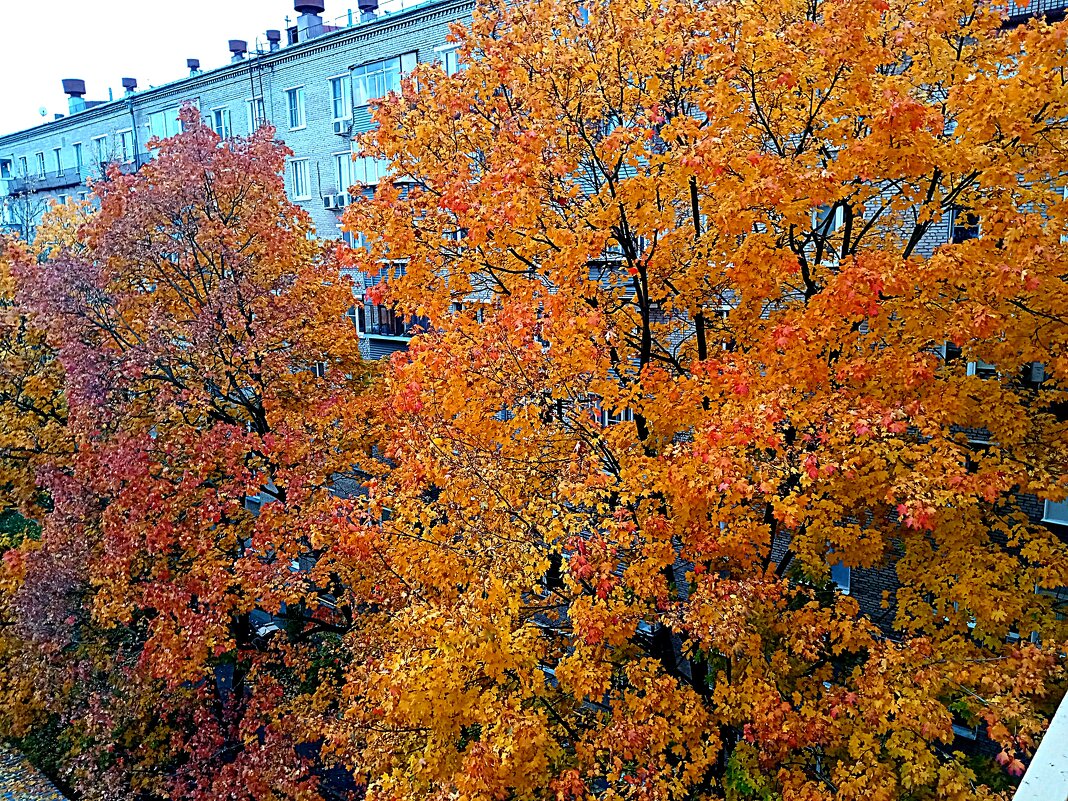 Осень. - Владимир Драгунский
