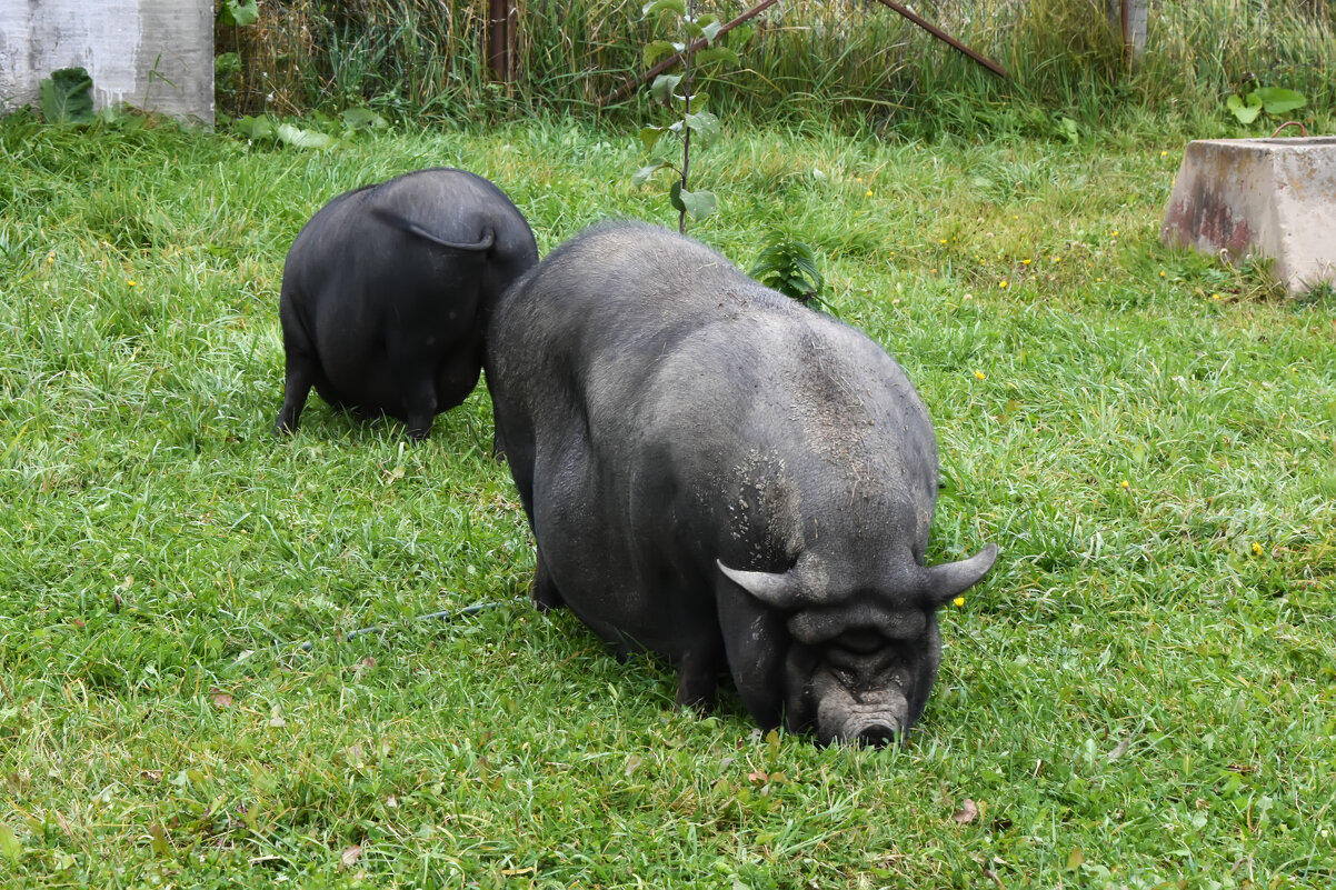 Московская область. Серпухов. Ферма «Русский страус». - Наташа *****