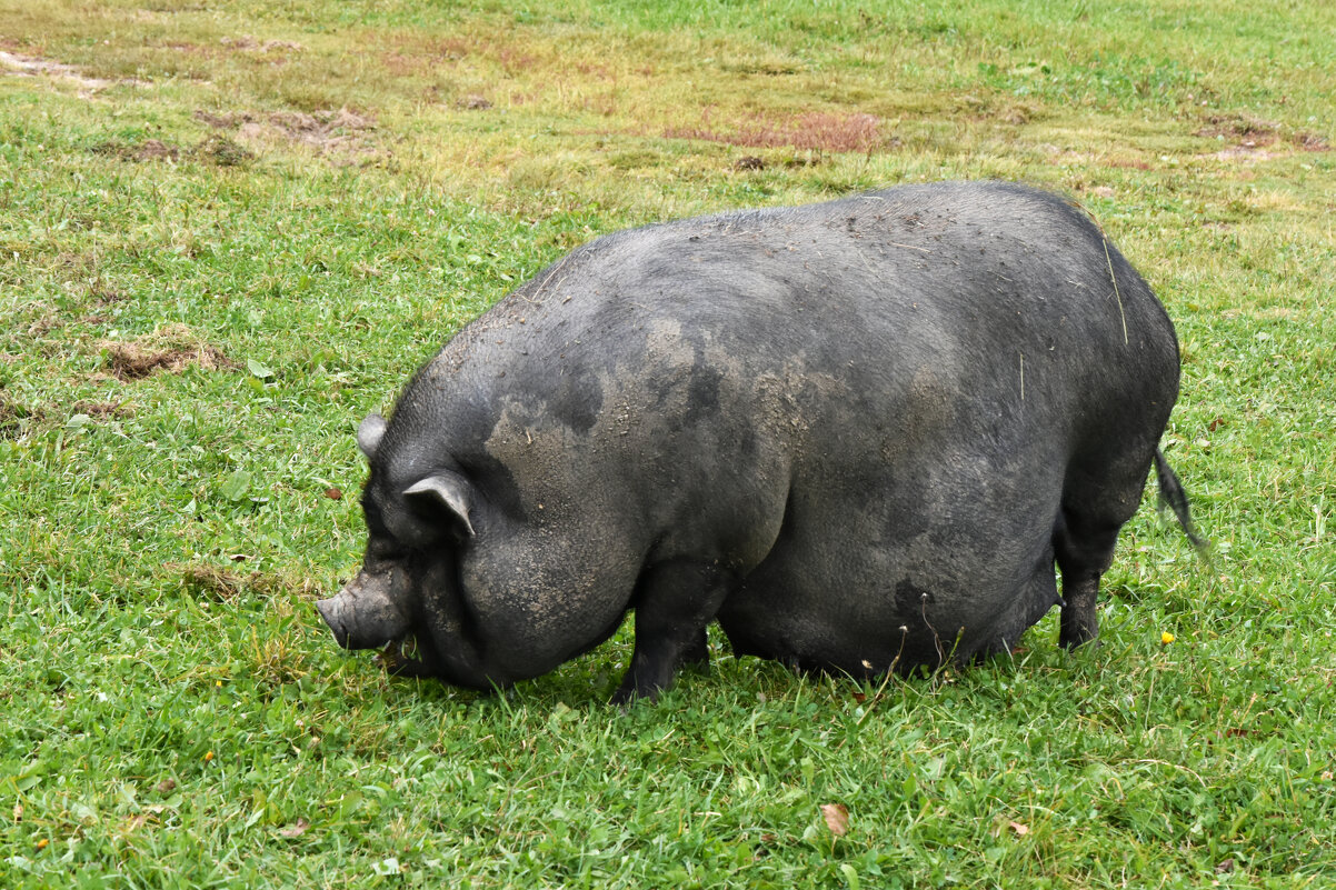 Московская область. Серпухов. Ферма «Русский страус». - Наташа *****
