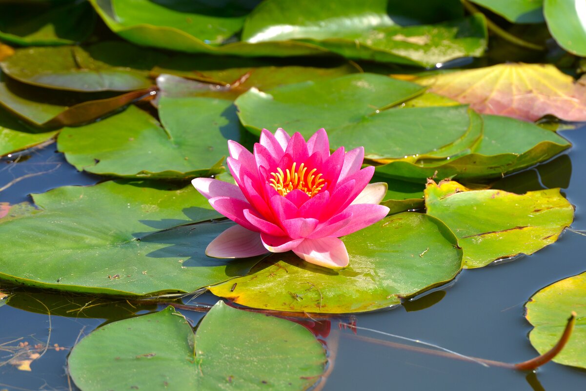 Нимфеи пруда "Бекет" - Константин Анисимов