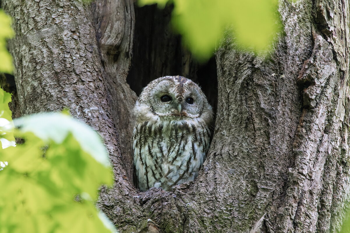 серая неясыть.молодая. - юрий макаров