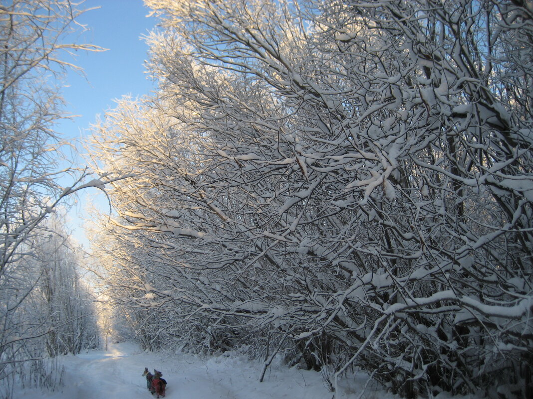 Аллея - Anna Ivanova Аллея - Anna Ivanova