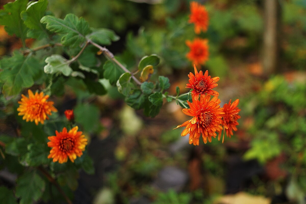 В палисаднике - Юрий Гайворонскiий В палисаднике - Юрий Гайворонскiий