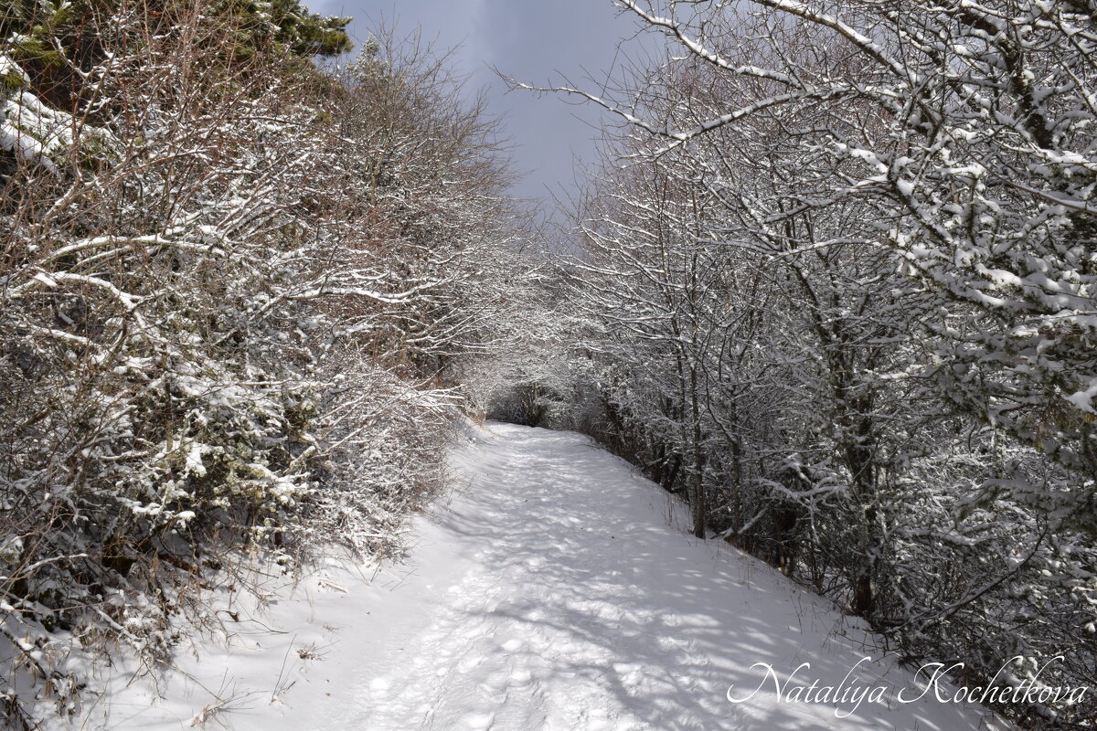 Природа Крыма - Amazing Cosmea