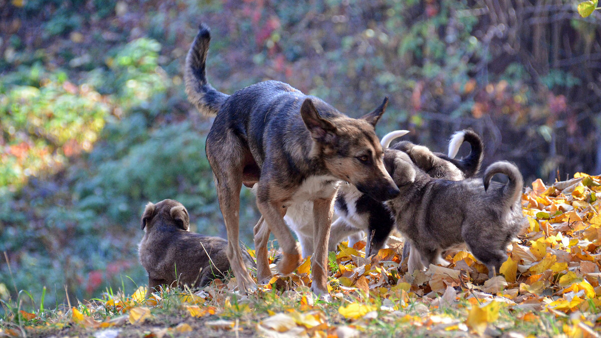 А папа платит алименты? - Alexandеr P