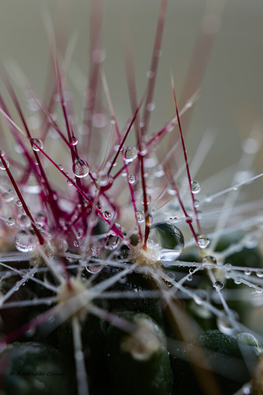 купание кактуса - Ольга Косачова