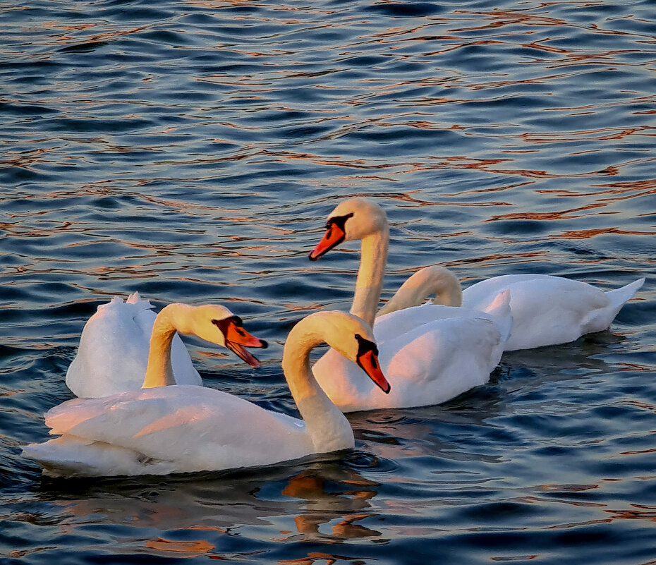 лебеди - Ольга Косачова