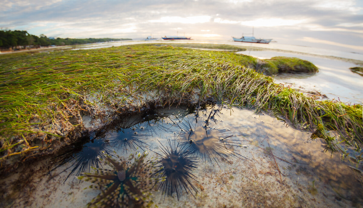 На отливе... - алексей афанасьев