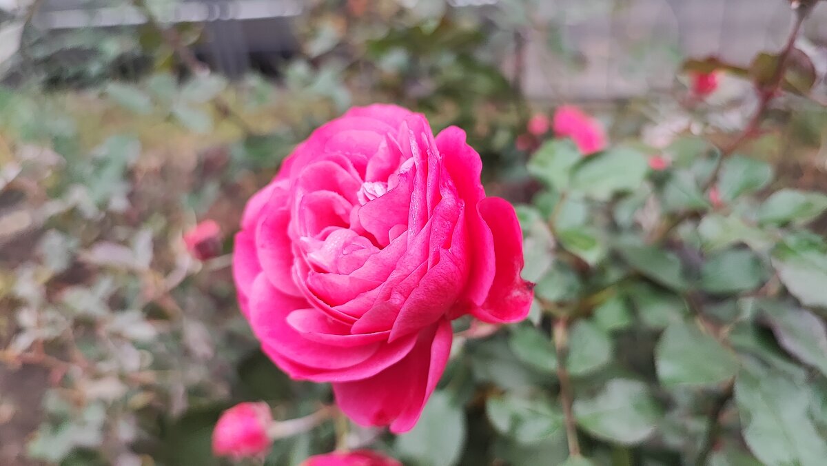 ,,, - Сергей Тимоновский