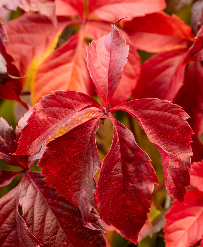 Девичий виноград - Игорь Сикорский