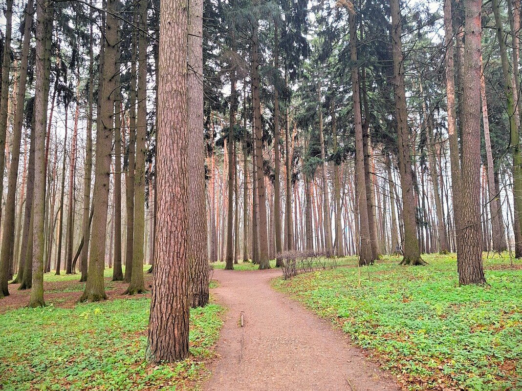 Лес - Наталья 