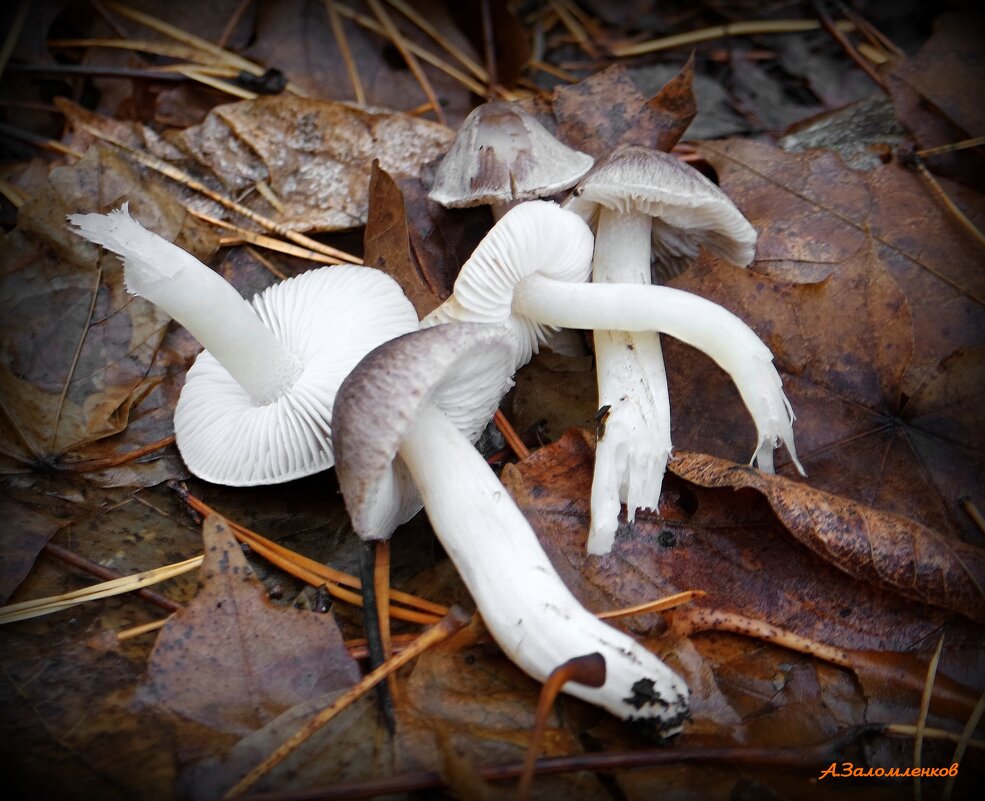 Гриб гигрофор поздний - Андрей Заломленков Гриб гигрофор поздний - Андрей Заломленков